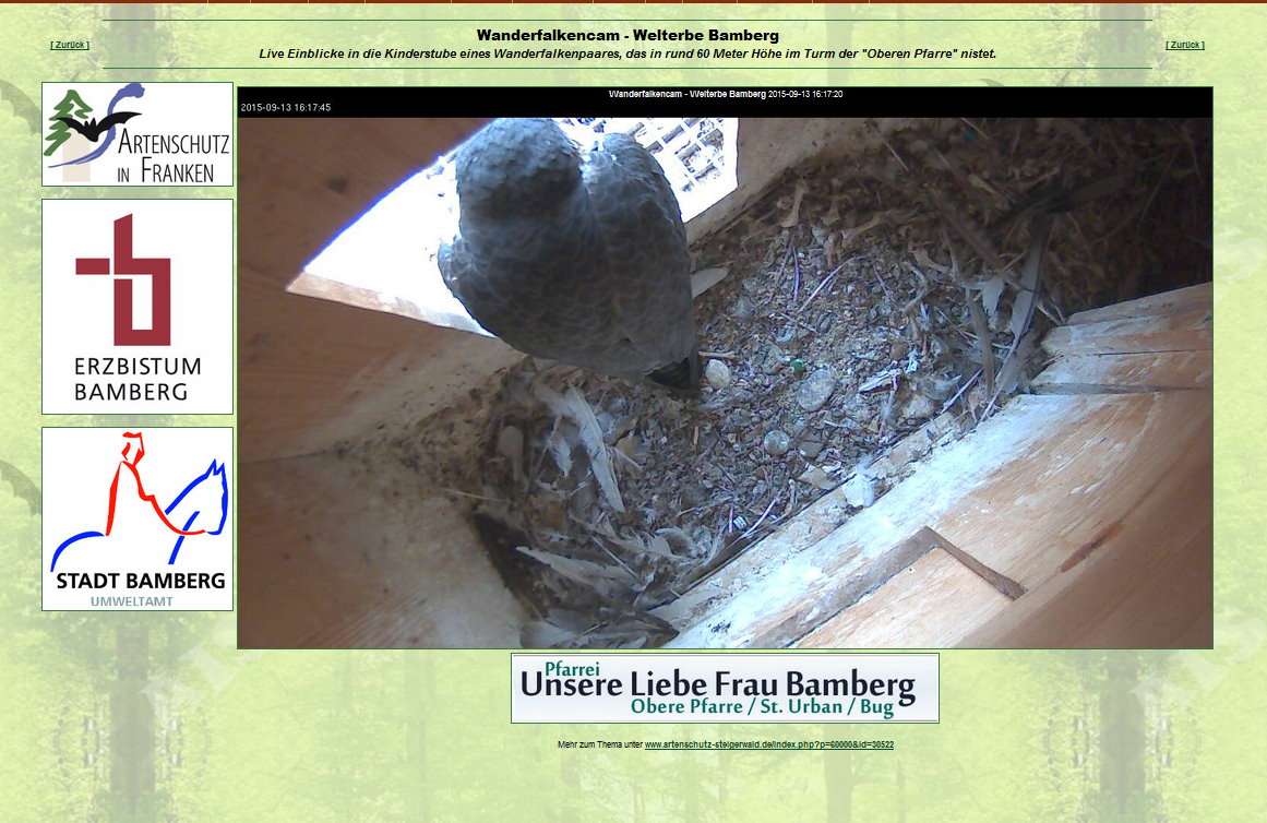 Die Webcam verfolgt das Geschehen des Wanderfalken in der Nisthilfe im Turm der Oberen Pfarre in Bamberg.
